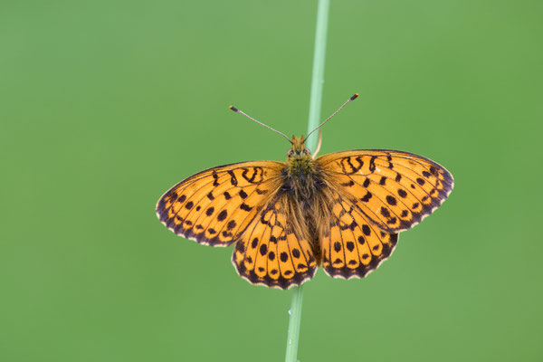 Mädesüß-Perlmuttfalter