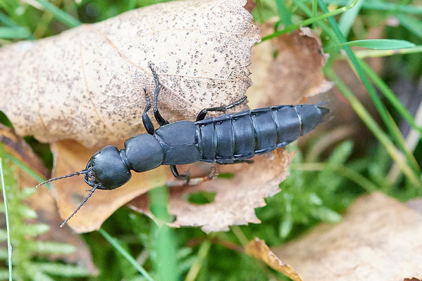 Ocypus tenebricosus
