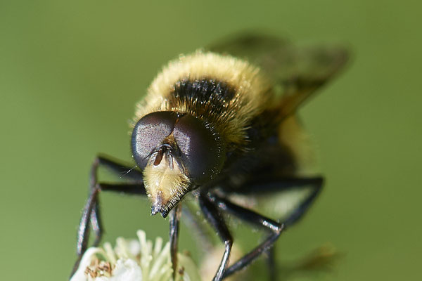 Nr.0576 - Volucella bombylans / Hummel-Waldschwebfliege / Hummelschwebfliege - Nabu-Naturschutzhof Nettetal - 51°19`29.92" 6°15`01.26" - (23.05.2019)