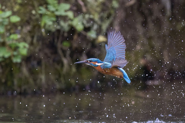 Eisvogel
