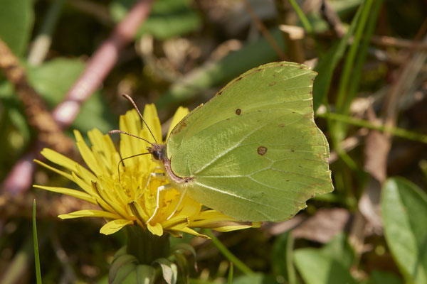 Zitronenfalter (02.05.2019)