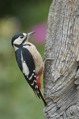 Buntspecht - OB Garten - (31.08.2020)