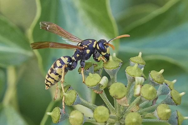 Nr. 03/11 - Gallische Feldwespe (Polistes dominula) - Dinslaken-Hiesfeld Kirchstraße gegenüber vom Mühlenmuseum ( 20.09.2018 )