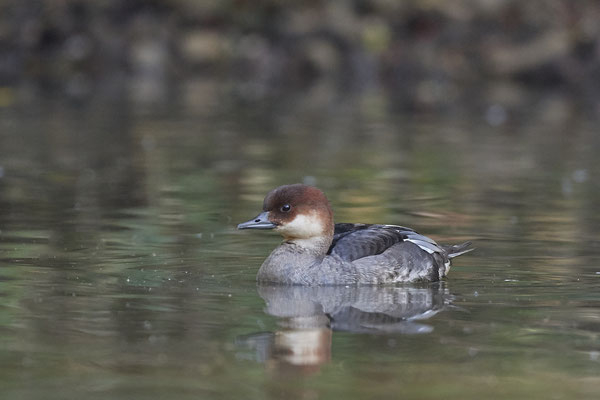 Zwergsäger Weibchen - 2ter Tag im Biotopwildpark Anholter Schweiz - (22.09.2020)