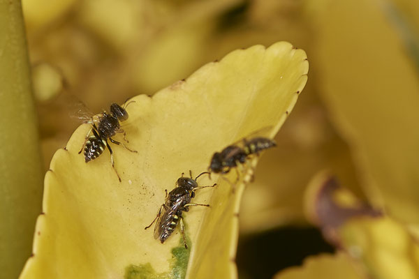 Nr.1029 - Oxybelus uniglumis - OB im Garten - 51°31`49.60" 6°50`56.50" - (29.07.2019)