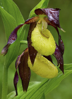 Frauenschuh