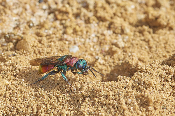 Nr.0901 - Hedychrum nobile / Sand-Goldwespe - parasitisieren bei Grabwespen der Gattung Cerceris - OB LMB - 51°29`11.55" 6°53`53.48" - (27.06.2019)