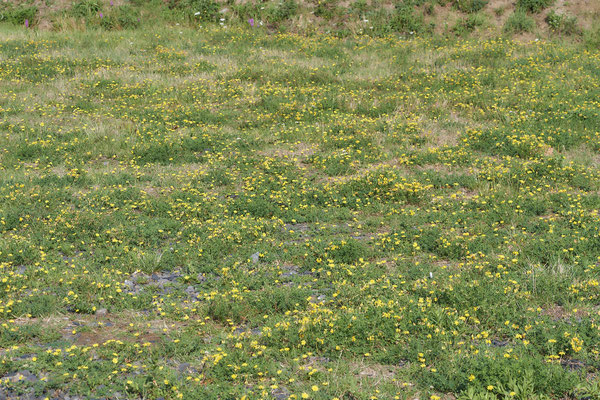 Nr.1247 - Megachile pilidens / Filzzahn-Blattschneiderbiene - Herten Zeche Ewald - 51°34`21.86"  7°08`50.28" - (31.08.2019)