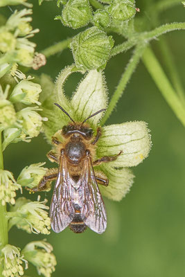 Nr.0714 - Andrena florea / Zaunrüben-Sandbiene - w - OB Neue Mitte 2 - 51°29`18.27" 6°53`39.83" - (16.06.2019)