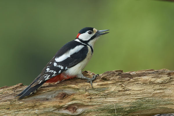 Buntspecht - Dingden - (19.04.2020) 