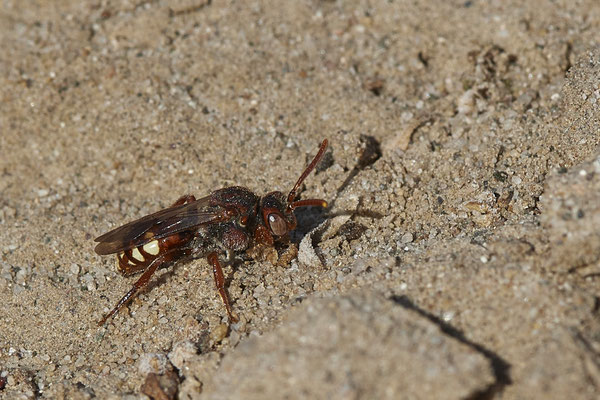 Nr.16-2/04 - Nomada alboguttata - OB/E-LMB - (15.10.2018)