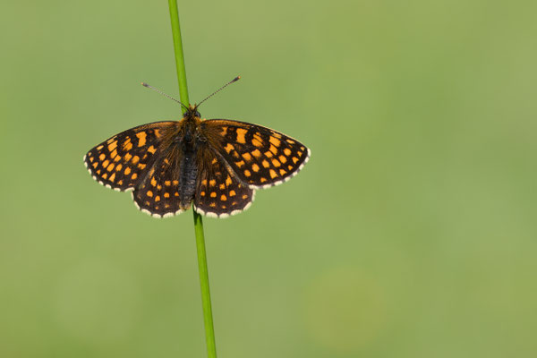 Wachtelweizen-Scheckenfalter - (Urlaub im Allgäu / Bayern vom  08.06. bis 19.06.2025)