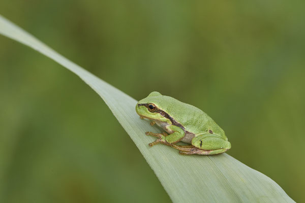 Heute im Frosch- und Krötenland - Laubfrosch - (07.08.2021)