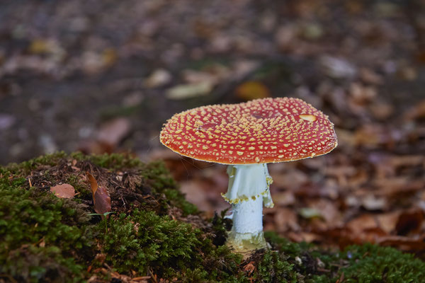 Fliegenpilz -Abendspaziergang am Rotbach in OB - (13.10.2022)