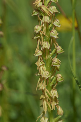 Orchideen in der Eifel - Ohnhorn / Hängender Mensch - (01.06.2019)