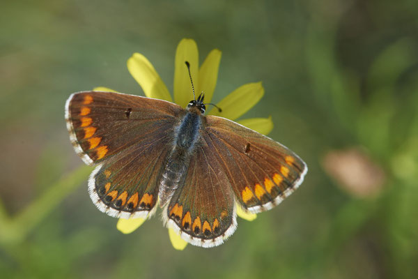 Aricia agestis / Kleiner Sonnenröschen-Bläuling - Rheindeich DIN Emschermündung - (21.07.2021)