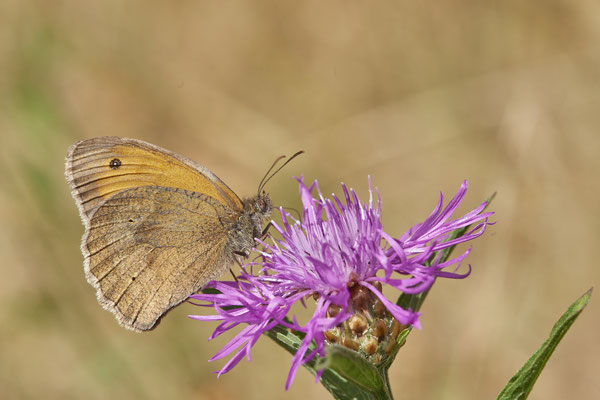 BOT Prosper Park - (04.07.2019)