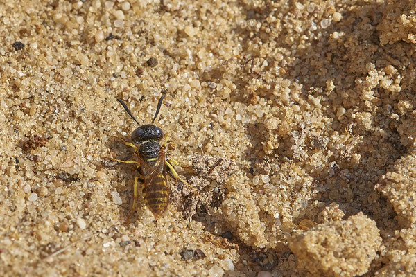 Nr.12/22 - Philanthus triangulum (Bienenwolf) - OB Läppkes Mühlenbach (10.10.2018)