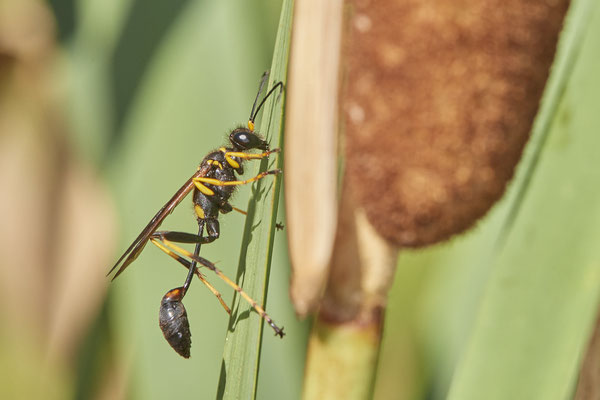 Heute fand ich in Essen die Amerikanische Mauerwespe / Sceliphron caementarium - Sie ist ein Einwanderer aus Nordamerika - (03.08.2022)