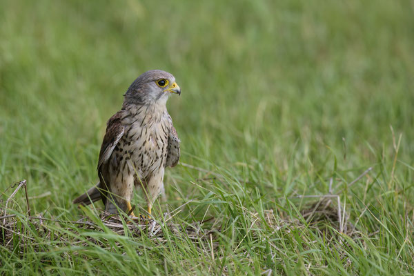 Turmfalke - auf dem Boden sieht man ihn selten