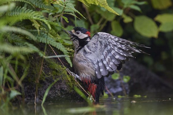Buntspecht - Holland - (25.09.2020)