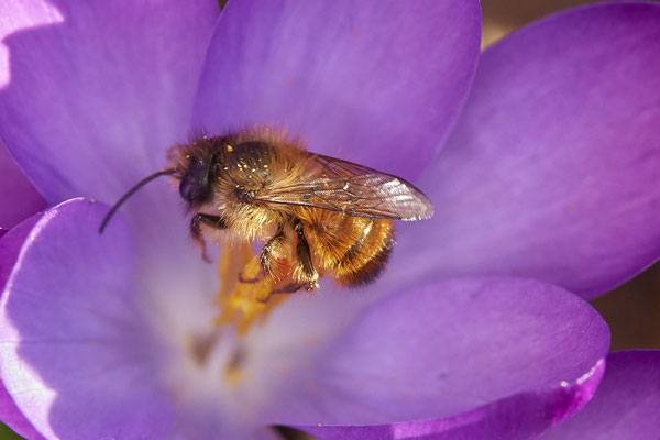 Nr.0001 - Osmia bicornis - OB im Garten - 51°31`49.60" 6°50`56.50" - (27.02.2019)