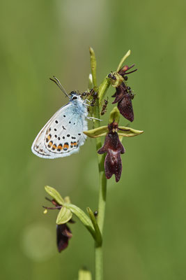 Argus-Bläuling - Hier an der Orchidee Fliegenragwurz - Vom 13.6. bis 20.6.2021 Urlaub im Allgäu
