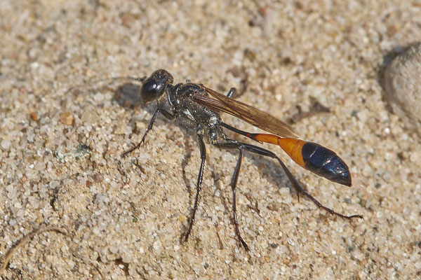 Nr.13/03 - Ammophila sabulosa (Gemeine Sandwespe) - OB Läppkes Mühlenbach (11.10.2018)