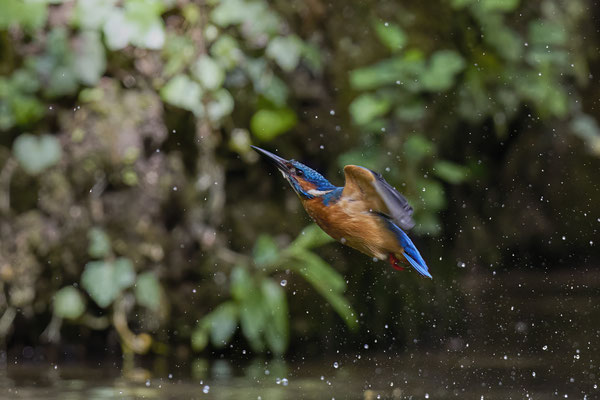 Eisvogel