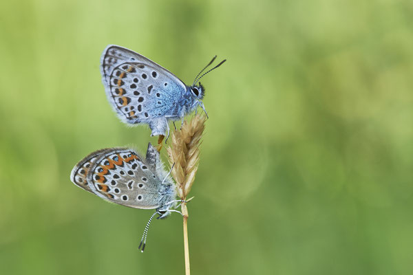 Argus-Bläuling - Kopula - Vom 13.6. bis 20.6.2021 Urlaub im Allgäu