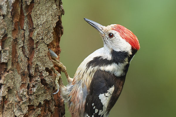 Mittelspecht - Nettetal Rohrdommelprojekt de Wittsee - (23.05.2019)