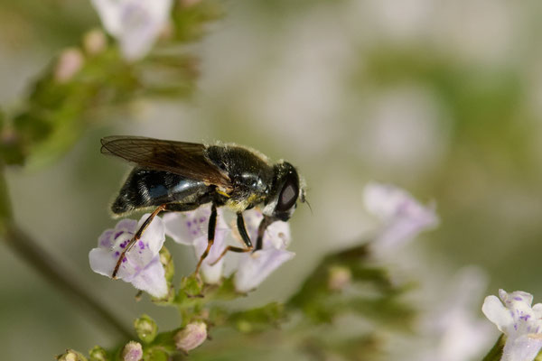 Cheilosia caerulescens / Gänsedistel-Erzschwebfliege