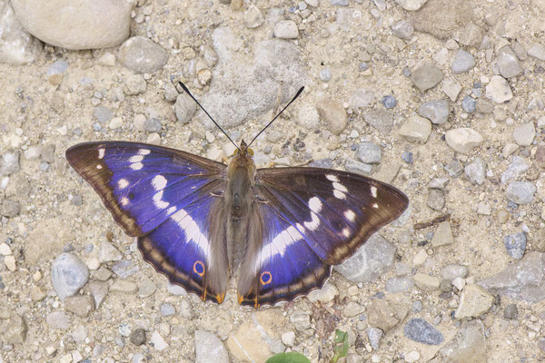 Großer Schillerfalter - (Urlaub im Allgäu / Bayern vom  30.06. bis 09.07.2023)