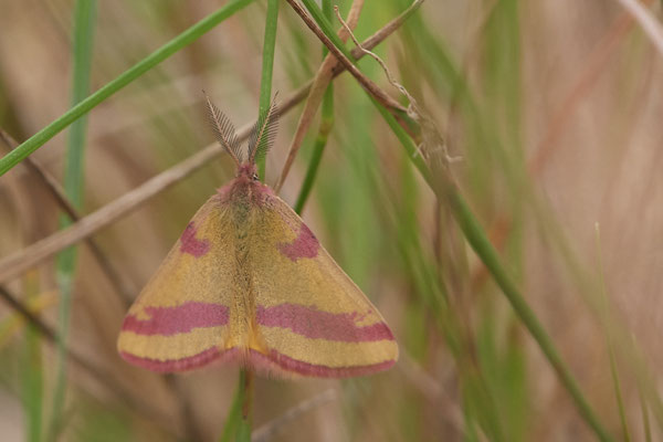 Lythria cruentaria-Ampfer / Purpurspanner - WES Drevenacker Dünen - (25.07.2020)
