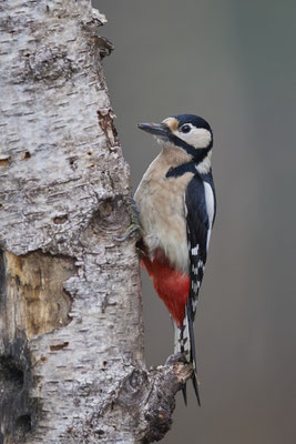 Buntspecht Weibchen - (10.03.2021)