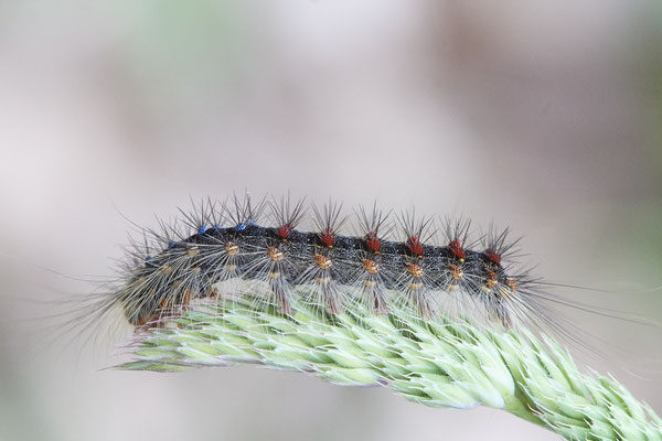 Raupe vom Schwammspinner - Venner Moor - 51°51`55.63" 7°32`09.32" - (26.05.2019)