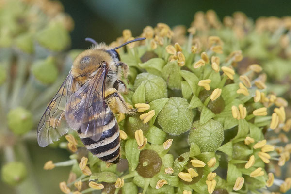 Nr. 7-1/03 - Colletes hederae (Efeu-Seidenbiene) - Teutoburger- / Ecke Elli-Heuss-Sraße (01.10.2018)