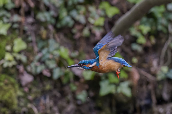 Eisvogel