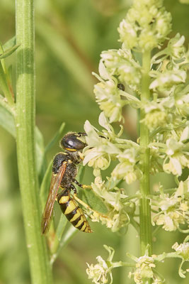 Nr.0890 - Philanthus triangulum / Bienenwolf - OB LMB - 51°29`11.55" 6°53`53.48" - (27.06.2019)