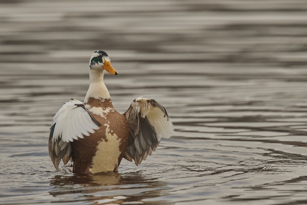 Stockente - Hybrit 2 - Nettetal, Damm Krickenbecker Seen (31.01.2019)