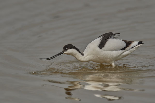 Säbelschnäbler ( Naturpark Albufera )