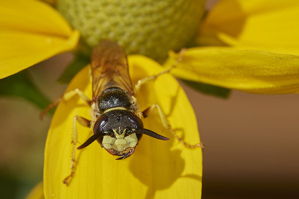 Nr.1021 - Philanthus triangulum / Bienenwolf - OB im Garten - 51°31`49.60" 6°50`56.50" - (29.07.2019)