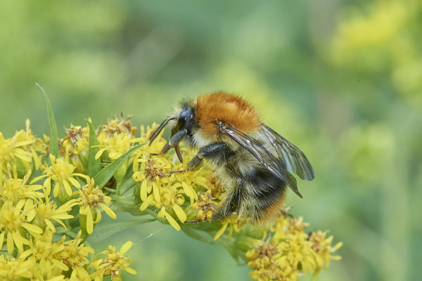 Hummel sp. - Haltern, Weg an Kiesgrube, Waldrand - 51°42`21.66" 7°15`40.35" - (27.08.2020)