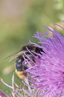 Nr.1232 - Bombus lapidarius / Steinhummel - DU-Walsum Rheindeich - 51°31`49.13"  6°42`05.60" - (30.08.2019)