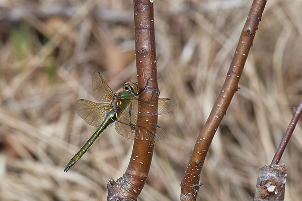 Falkenlibelle