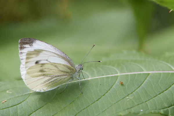 Grünader-Weißling - Hünxe - (25.06.2022)