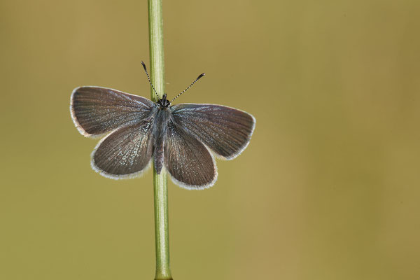 Zwerg-Bläuling - Auf Schmetterlingstour in der Eifel: Kalvarienberg und Lambertstal - (29.05. bis 03.06.2022)
