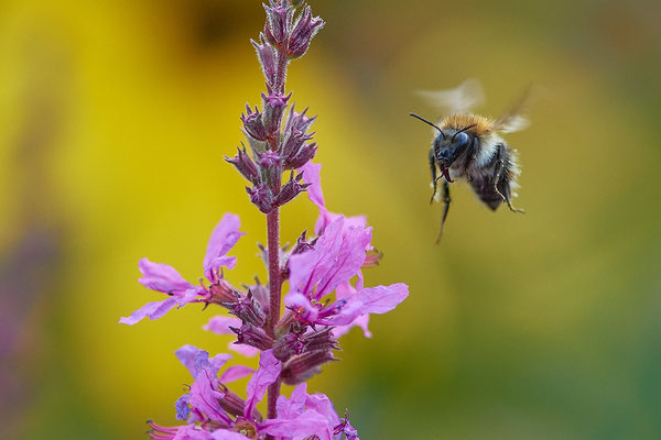 Ackerhummel