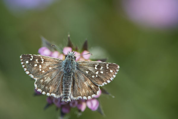 Sonnenröschen-Würfel-Dickkopffalter - Auf Schmetterlingstour in der Eifel: Kalvarienberg und Lambertstal - (29.05. bis 03.06.2022)