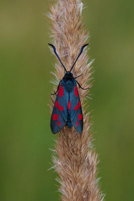Sechsfleck-Widderchen